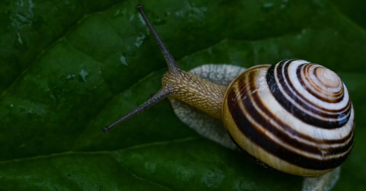 Hlemýžď Cornu aspersa – druh pro chov hlemýžďů