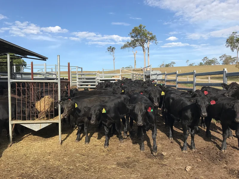 Plemeno Aberdeen Angus