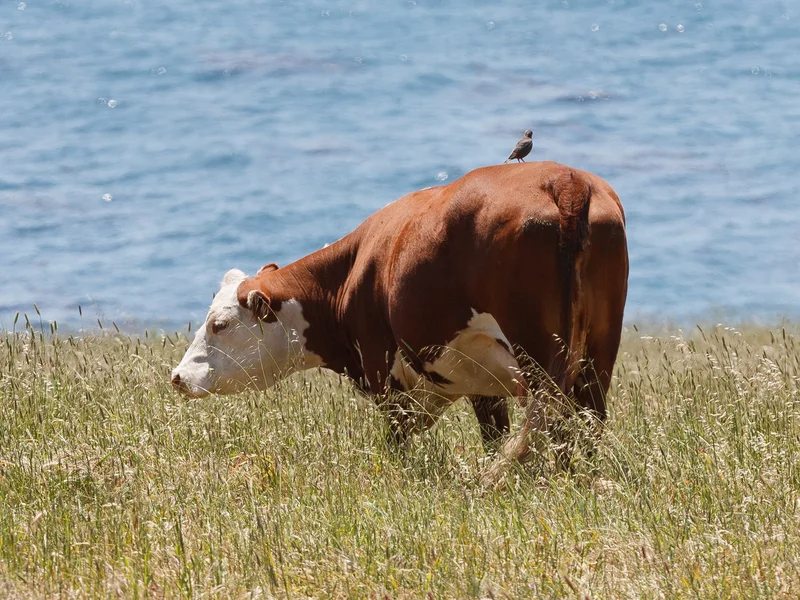 Plemeno Hereford