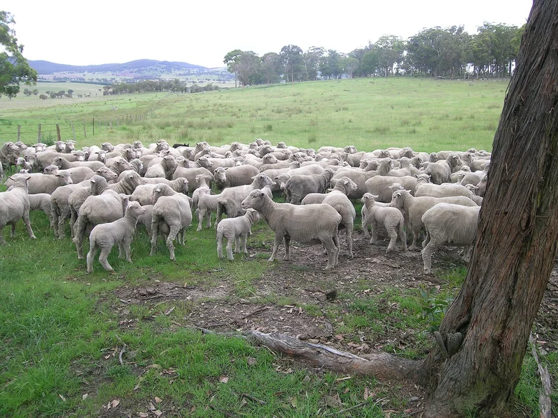 Plemeno Merino