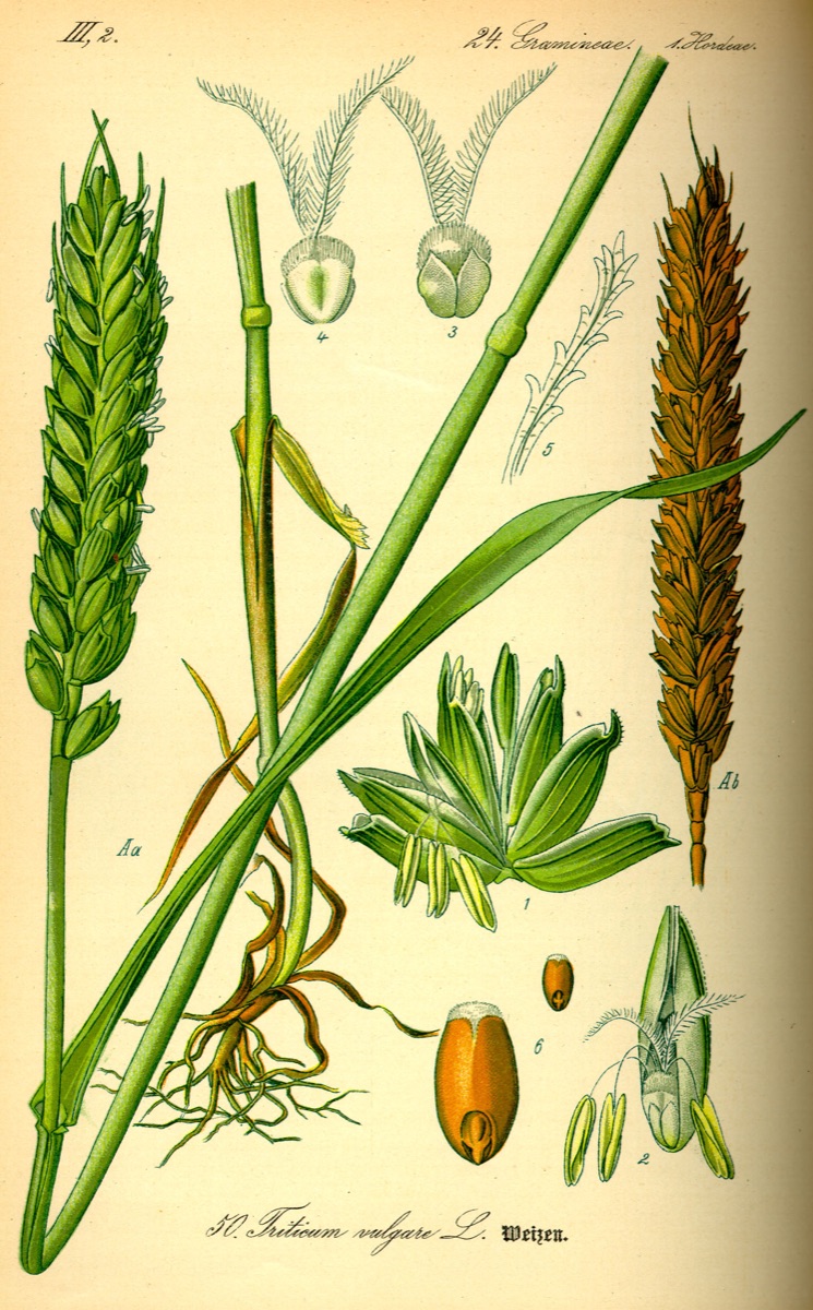 Polní plodiny — pšenice ozimá
