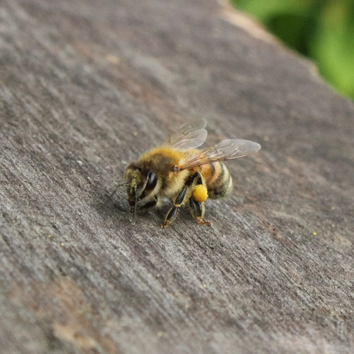 Pszczoła włoska — Apis mellifera ligustica